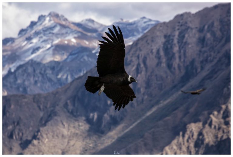 Cruz del Condor, Peru
